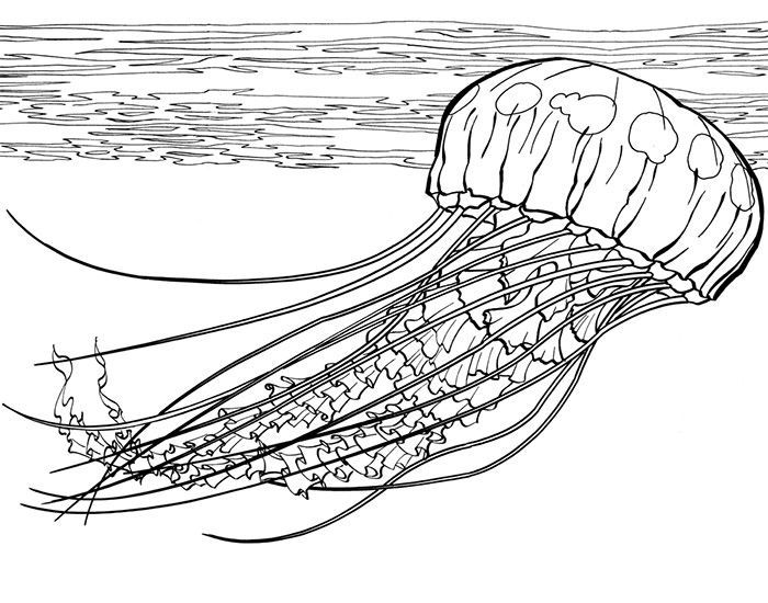 Jellyfish coloring pages pdf