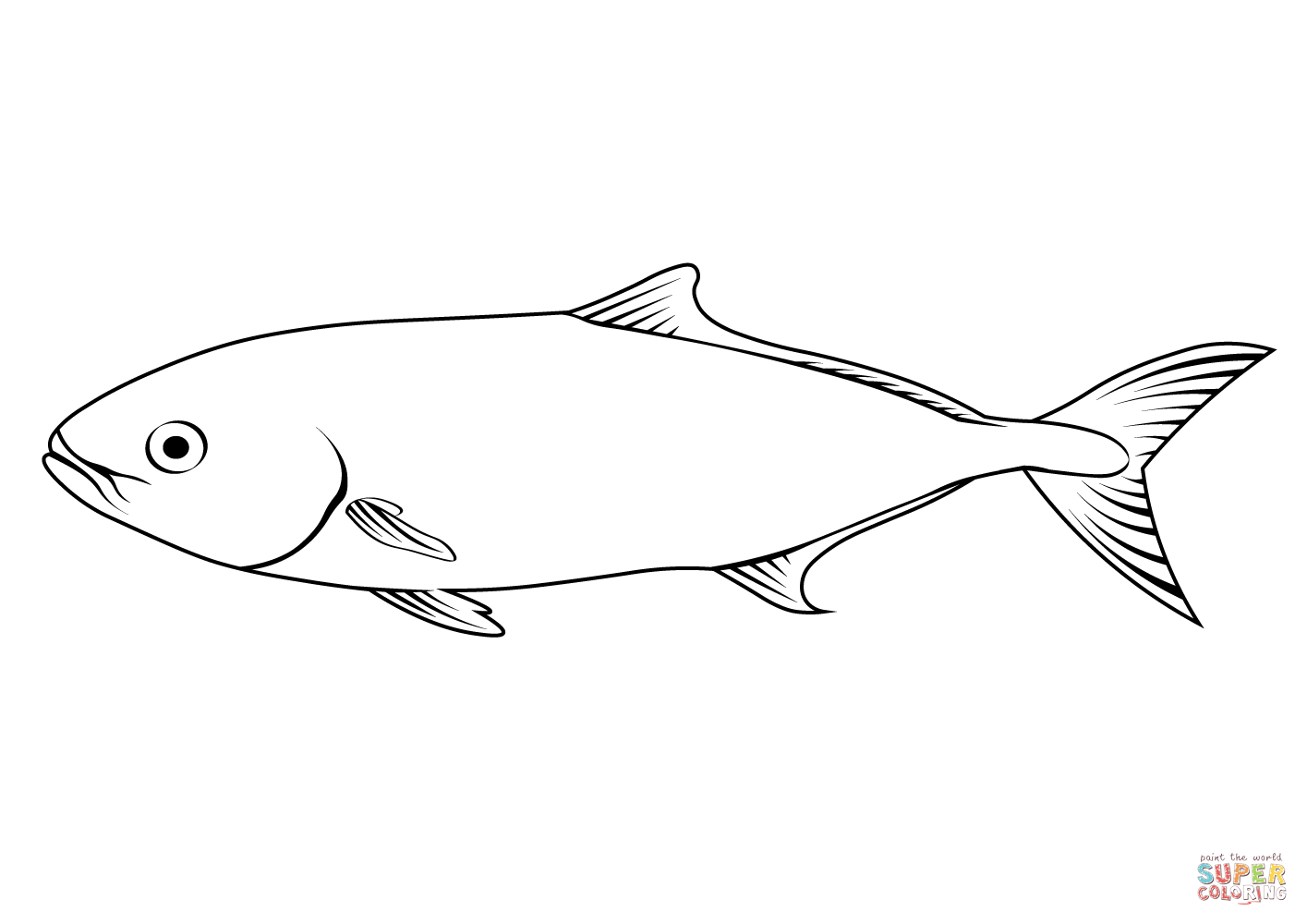 Greater amberjack seriola dumerili coloring page free printable coloring pages