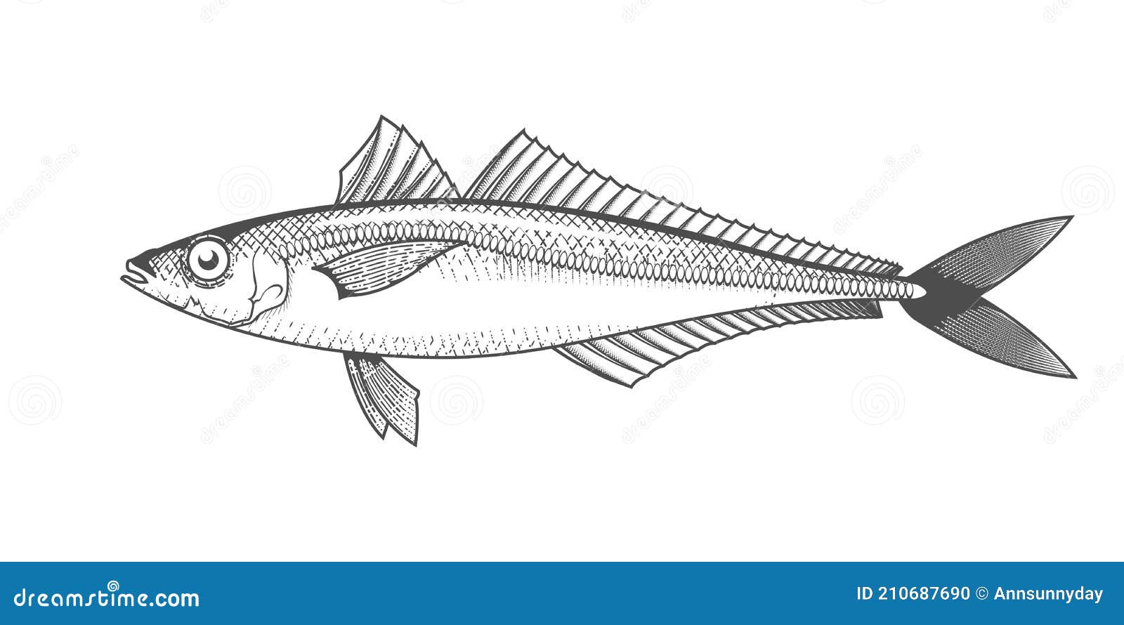 Horse mackerel stock illustrations â horse mackerel stock illustrations vectors clipart