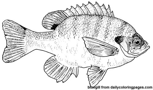 Animal coloring pages fish coloring page animal stencil art