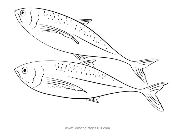 Horse mackerel coloring page in coloring pages coloring pages for kids color
