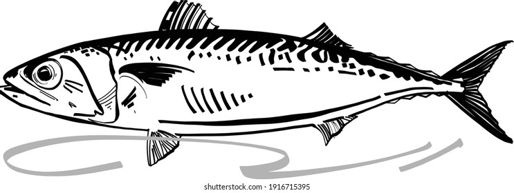 Mackerel silhouette images stock photos d objects vectors