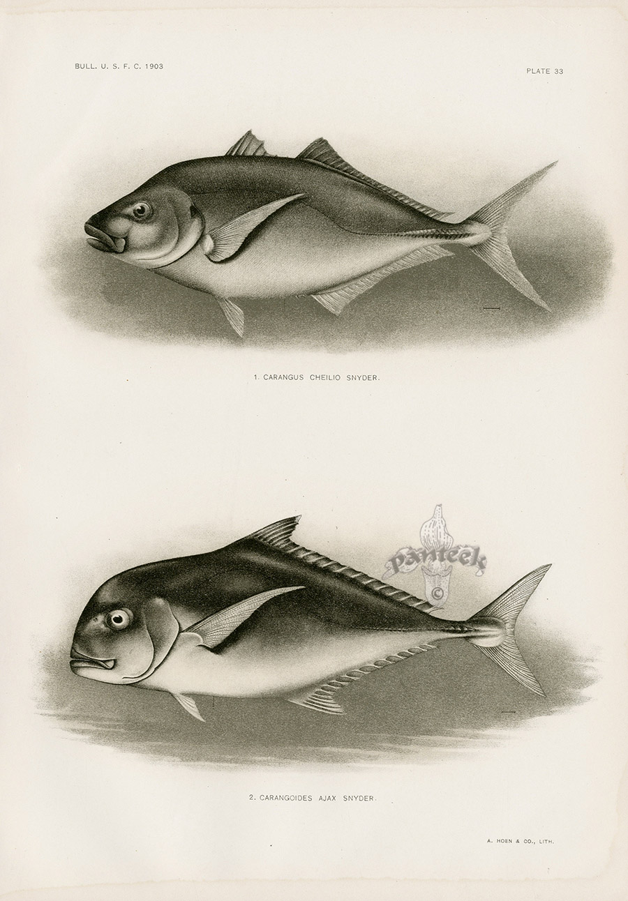 Carangus cheilio carangoides ajax from rare hawaiian fish prints