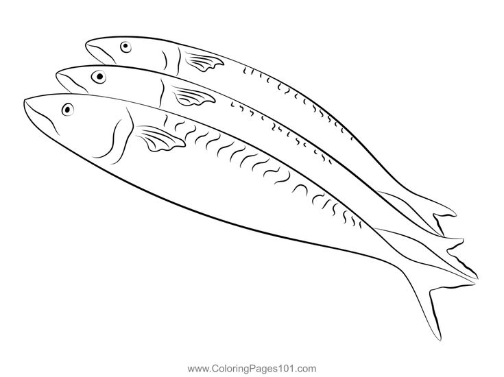 Mackerel header coloring page coloring pages coloring pages for kids color