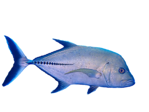 Jureles y otros peces fish id