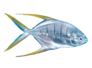 Jureles y otros peces fish id