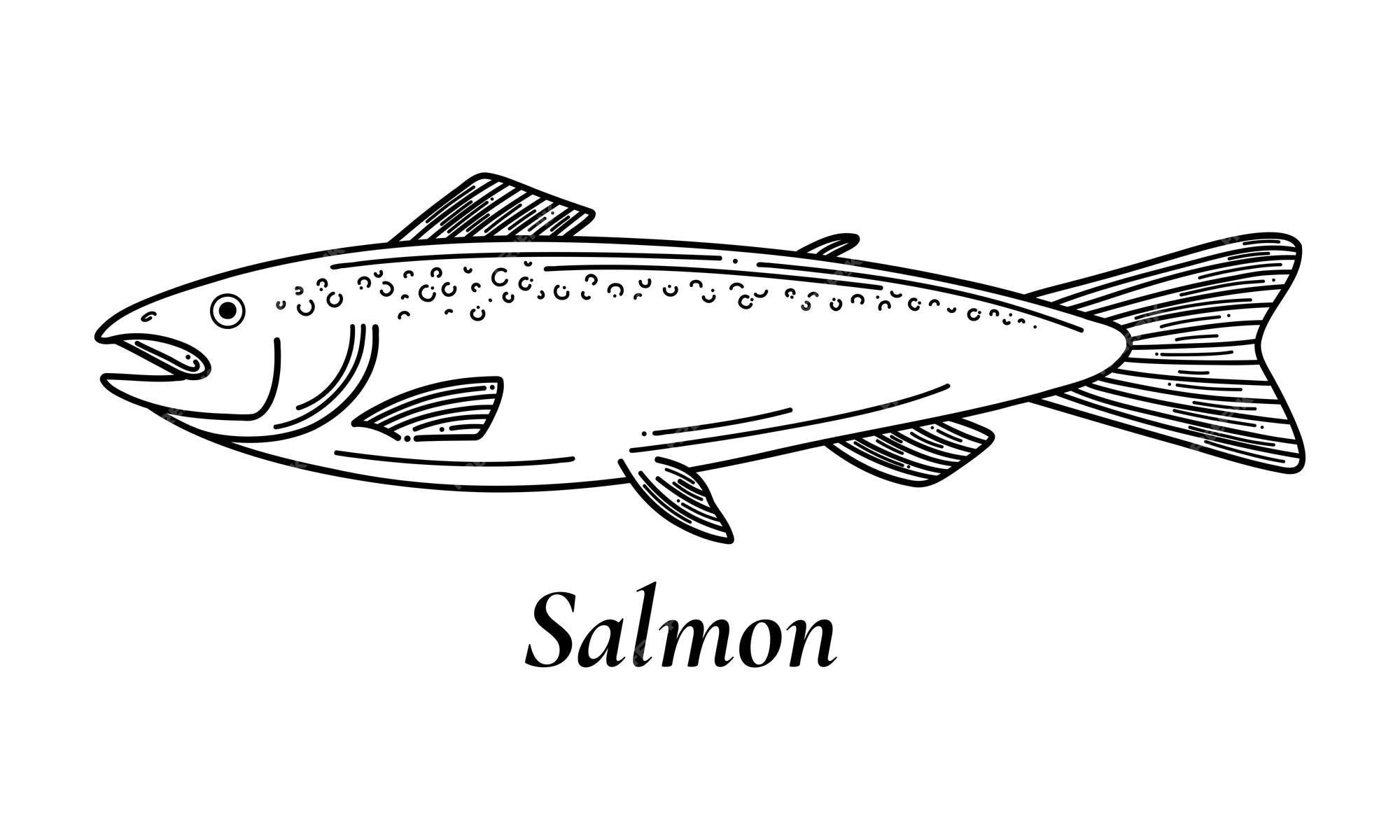 Premium vector salmon vector sketch hand drawn vector illustration of fish isolated on white background retro style