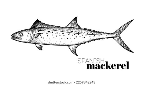 Mackerel over royalty
