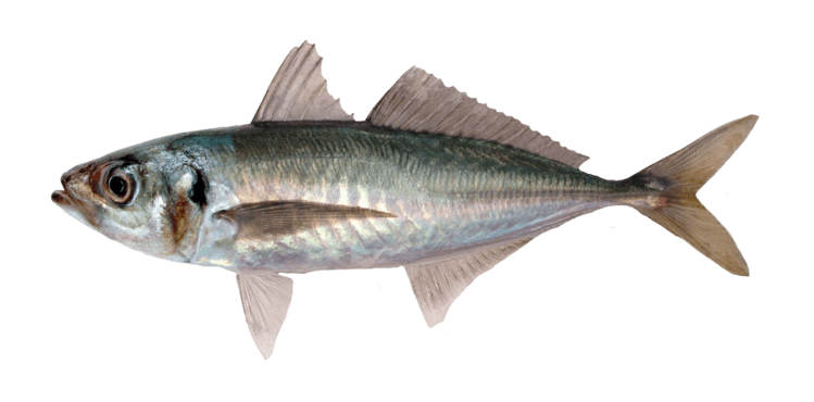 Jack mackerel trachurus declivis greentail trachurus murphyi redtail vela fishing