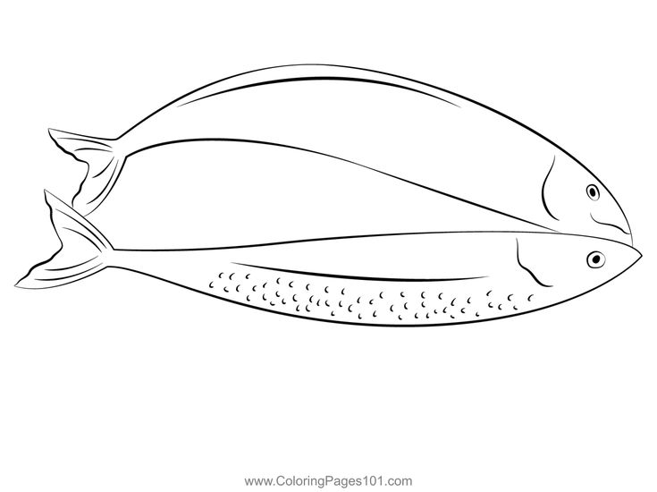 Mackerel coloring page in coloring pages coloring pages for kids printable coloring pages