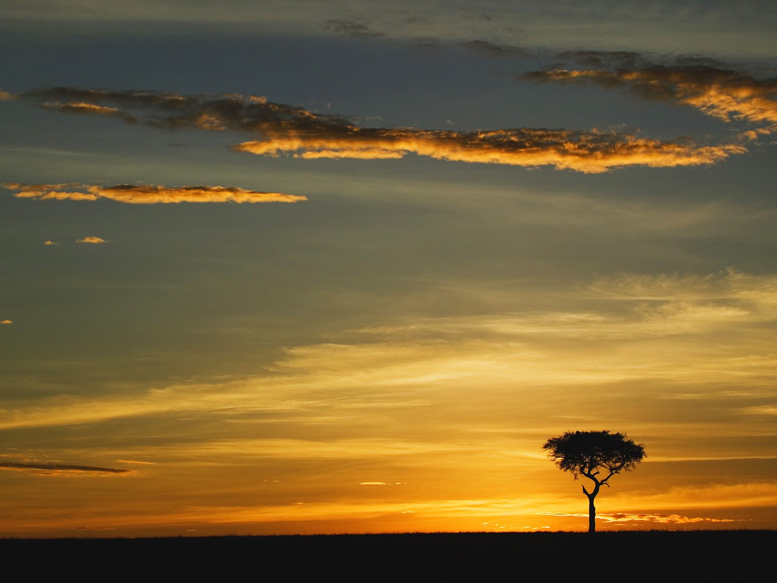 Single acacia tree at sunrise masai mara kenya africa desktop wallpapers x
