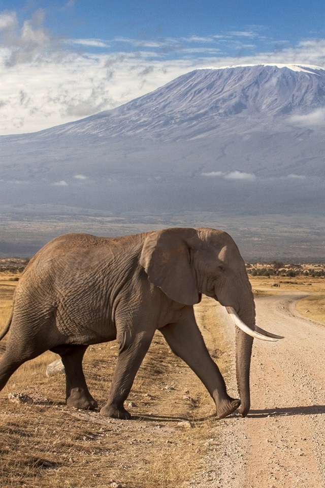 Kenya mountains volcanoes road elephant x iphone s wallpaper background picture image
