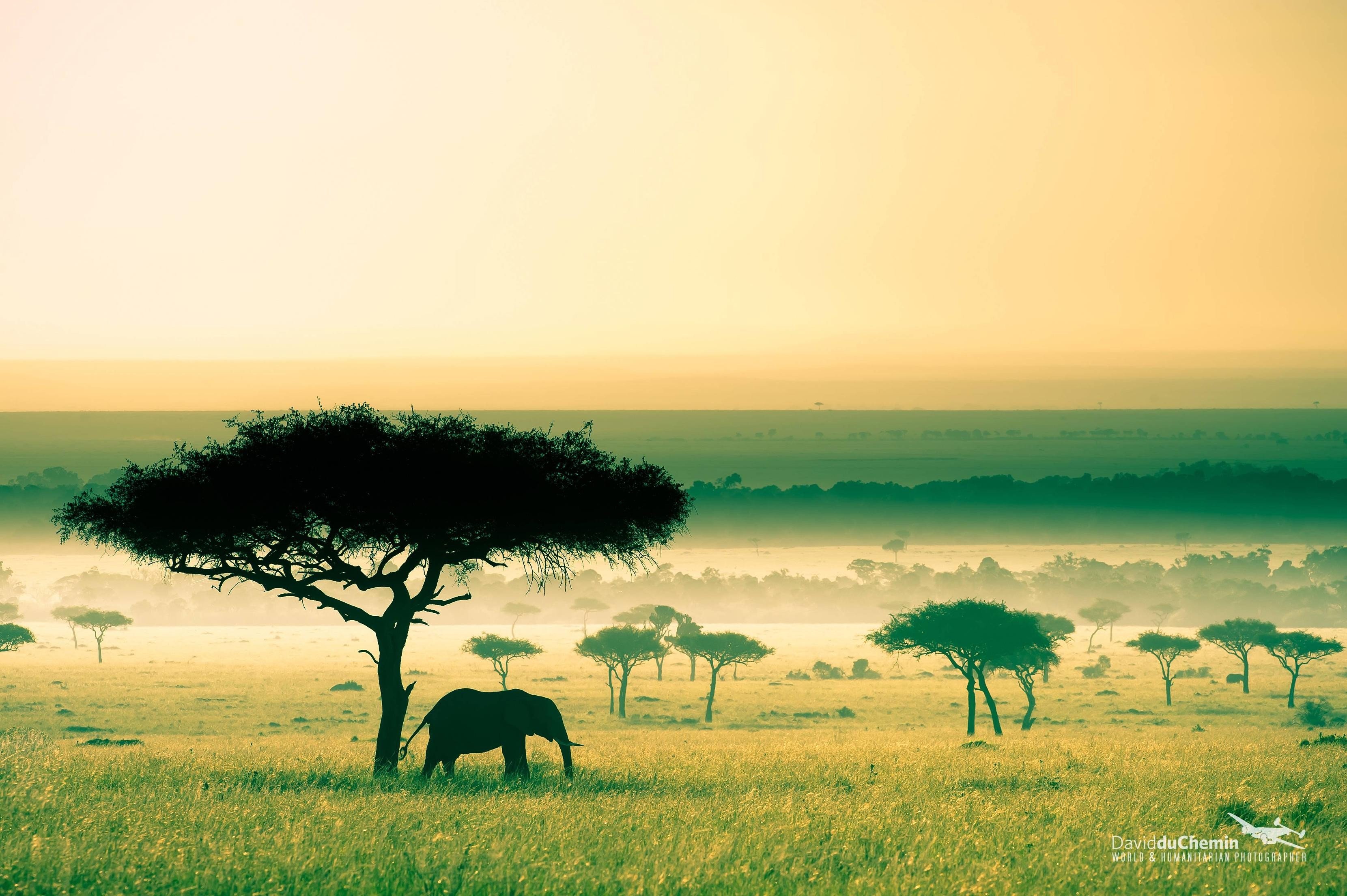 Africa kenya savannah elephant hd wallpapers desktop and mobile images photos