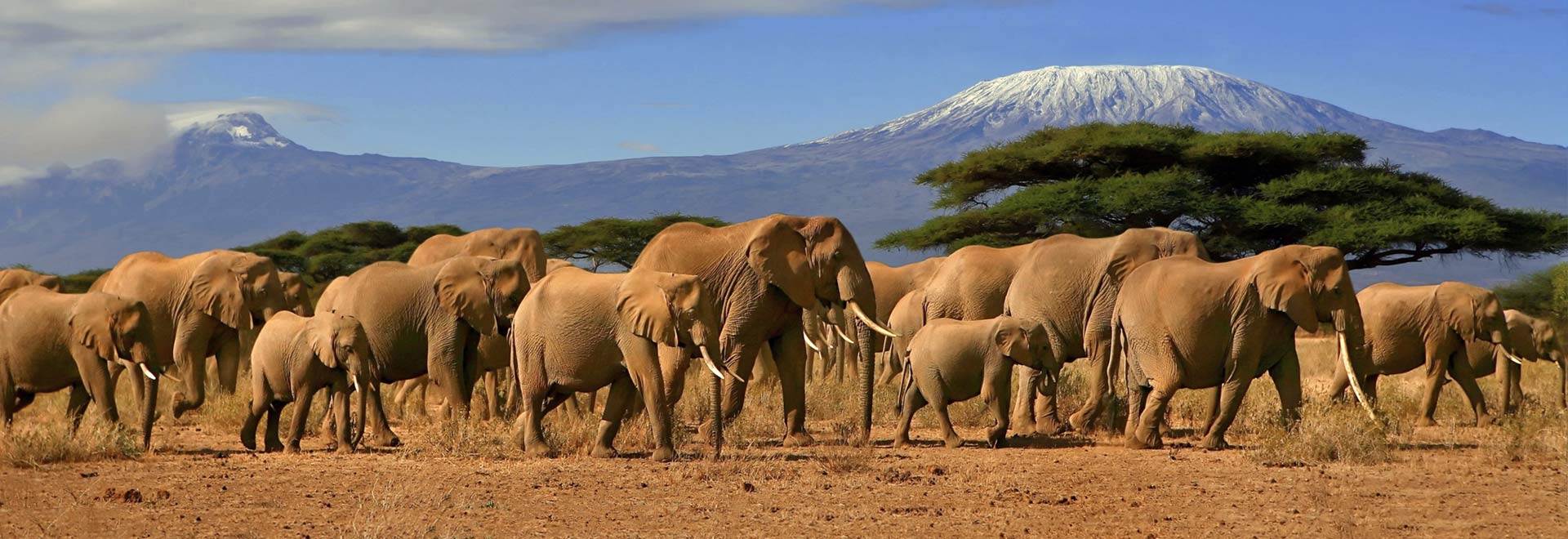 Kenya tanzania wildlife safari abercrombie kent