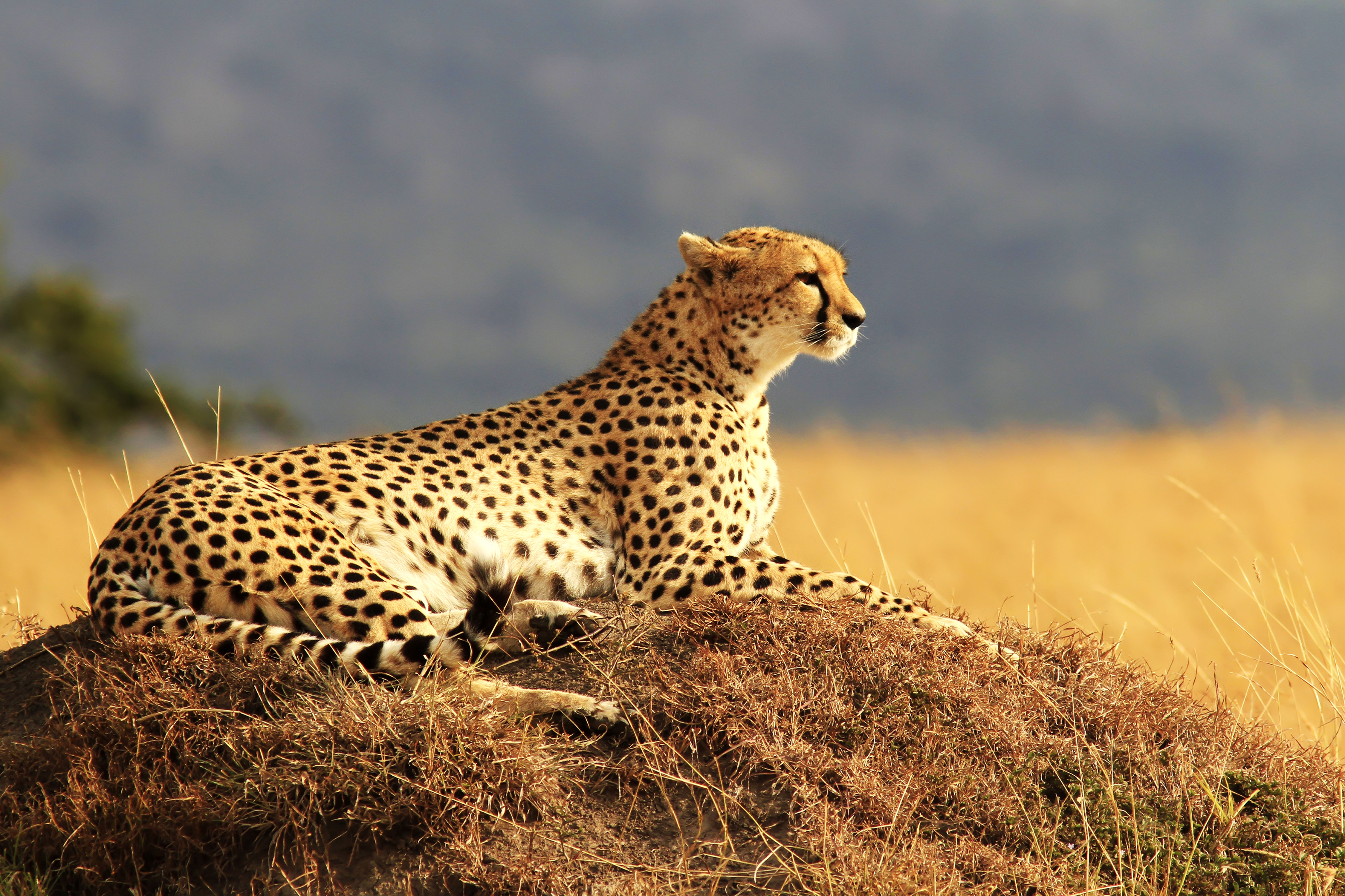 Cheetah maasai mara safari national reserve k kenya