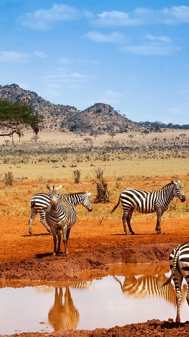Kenya safari zebras water blue sky x iphone scse wallpaper background picture image