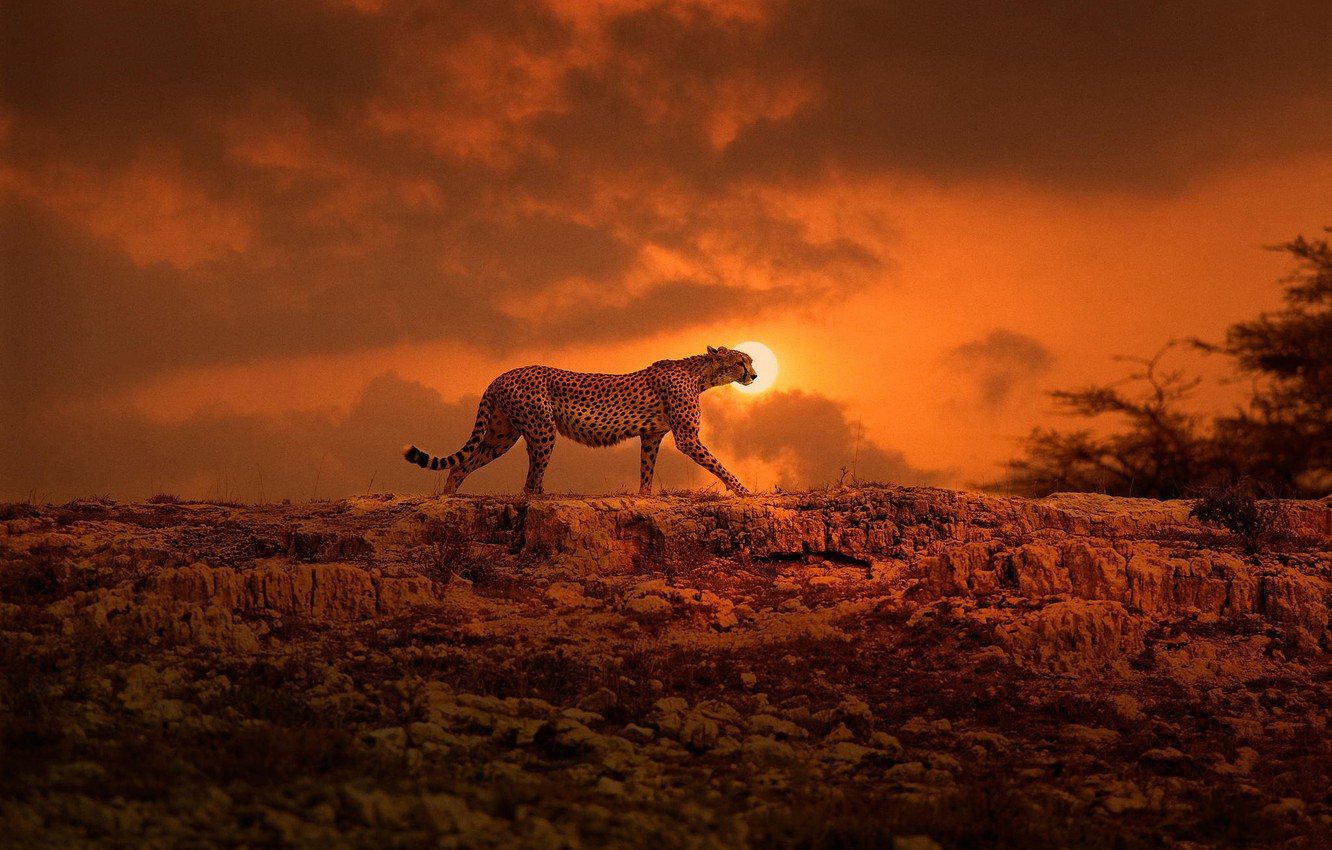 Wallpaper the sun cheetah africa walk big cat kenya images for desktop section ðºðñðºð