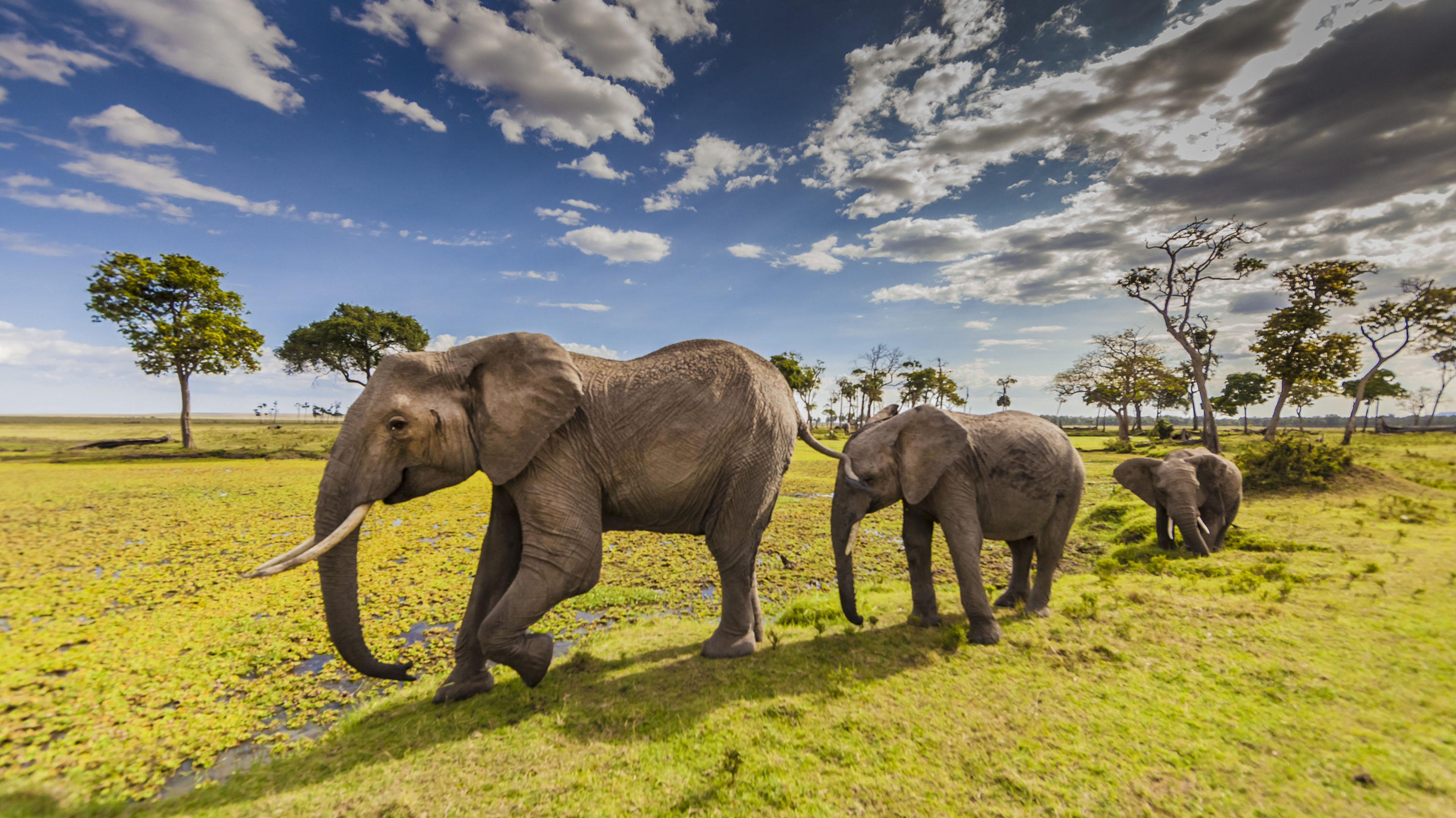 Animals elephants in maasai mara county park in kenya desktop hd wallpapers for mobile phones and puter x