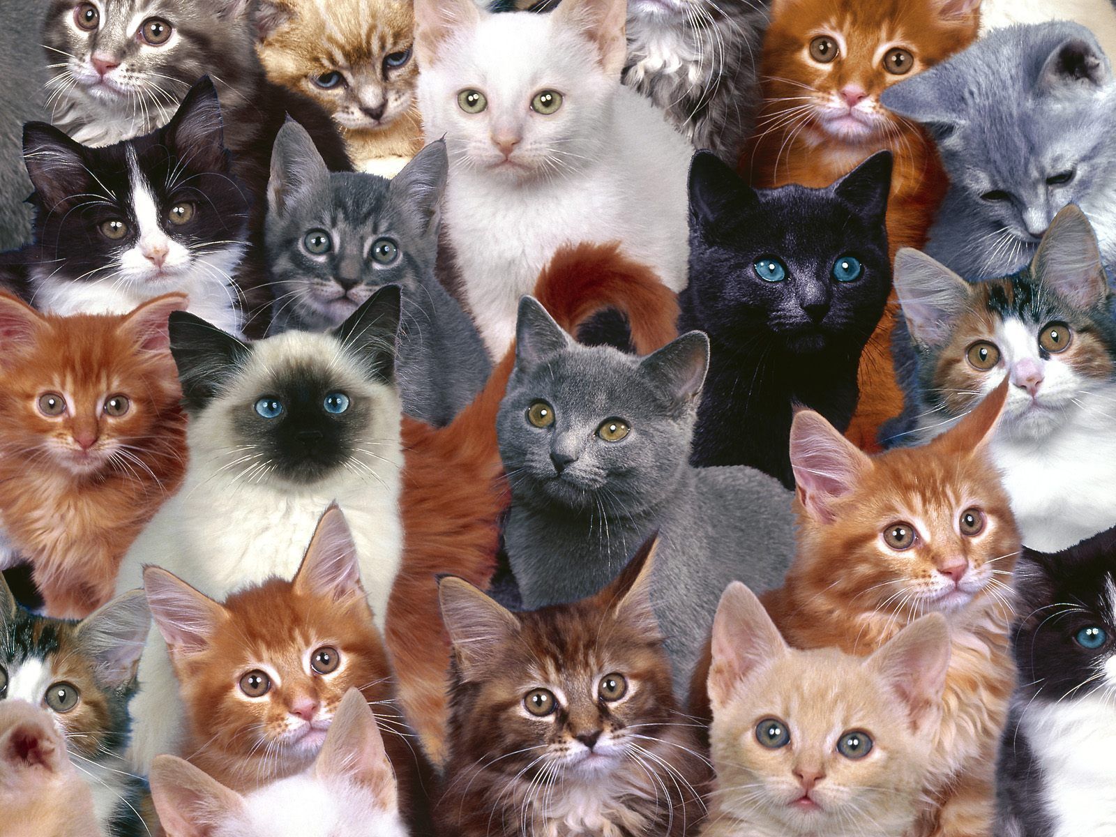 Download desktop wallpaper many cats çããç ãããçå ç åç