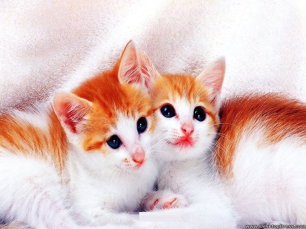 Desktop wallpapers animals backgrounds cute kitty cat www