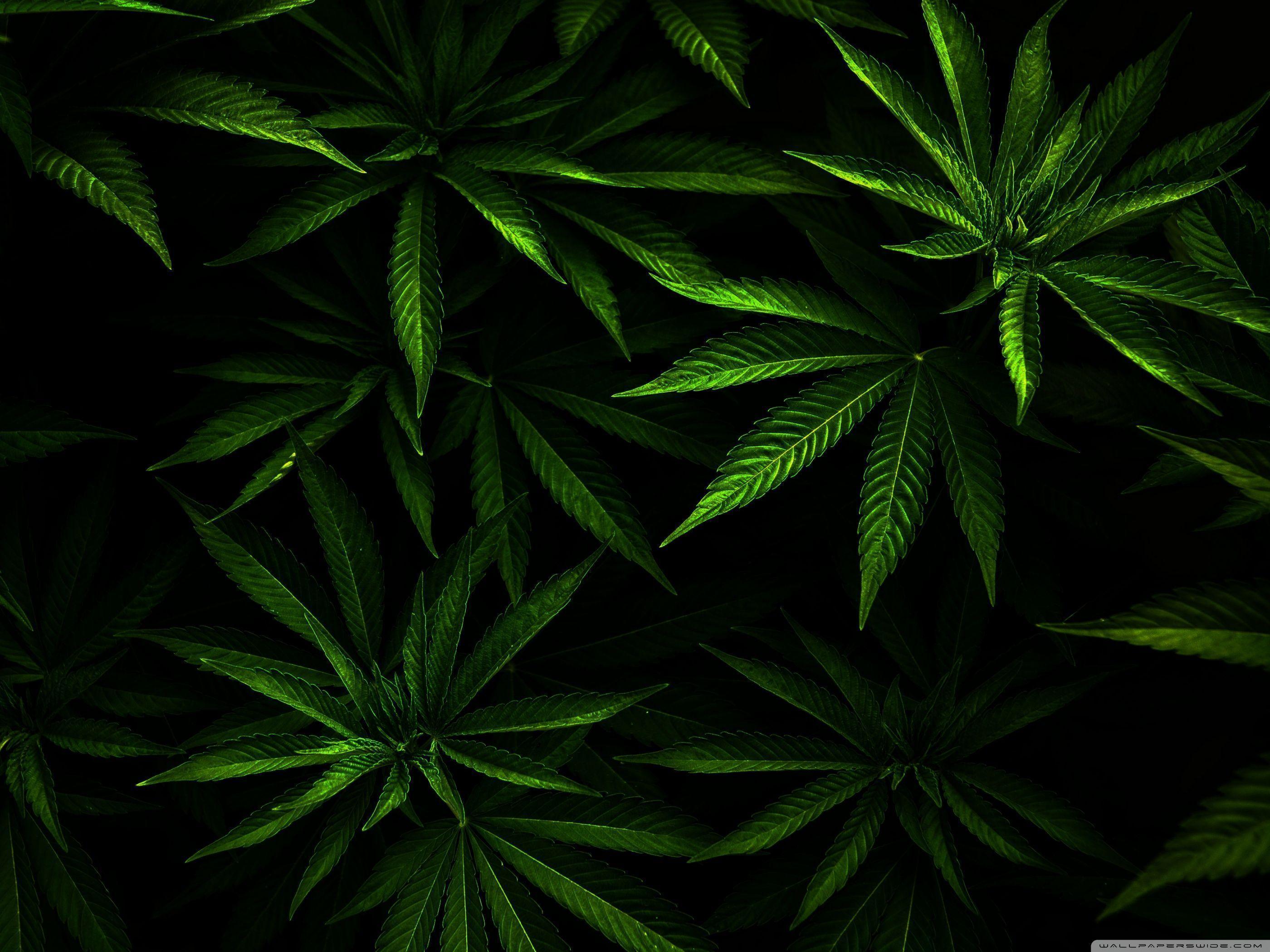 K marijuana wallpapers