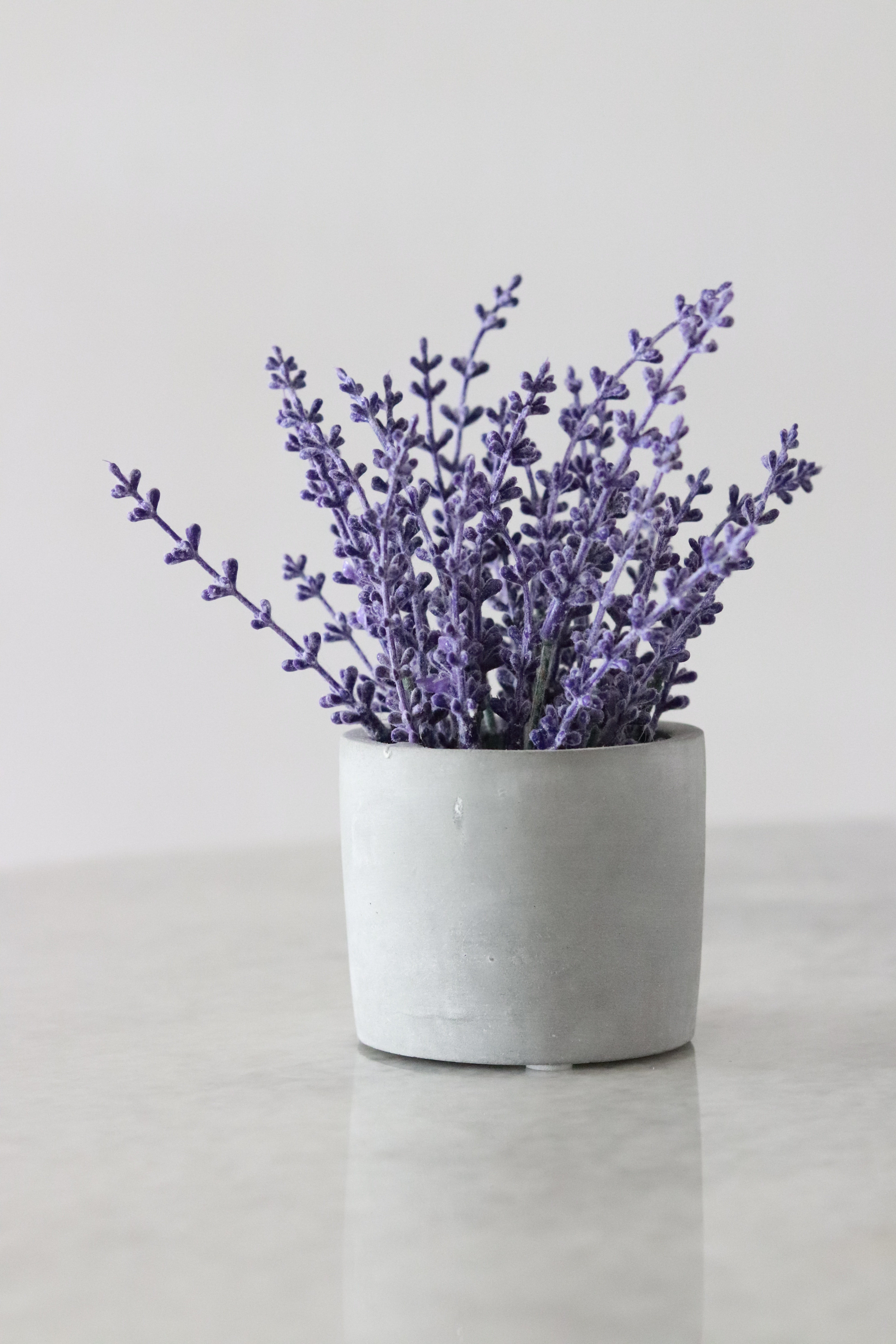 Lavender color photos download the best free lavender color stock photos hd images