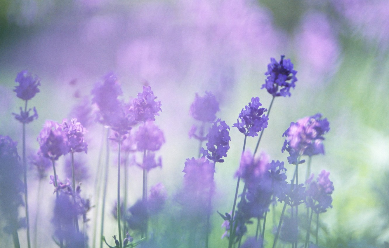 Wallpaper flowers blur lavender the color purple images for desktop section ñððµññ
