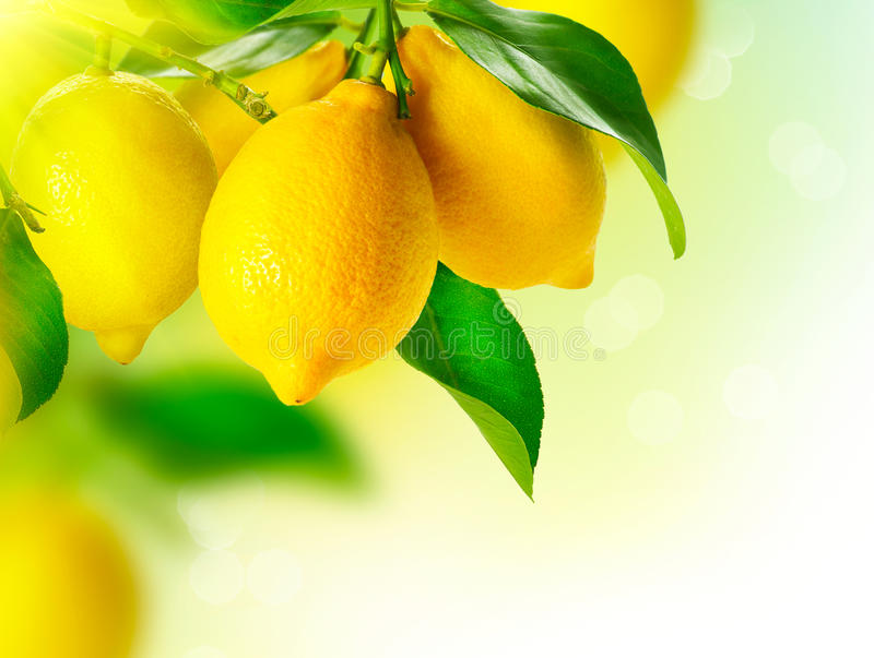 Lemon stock photos