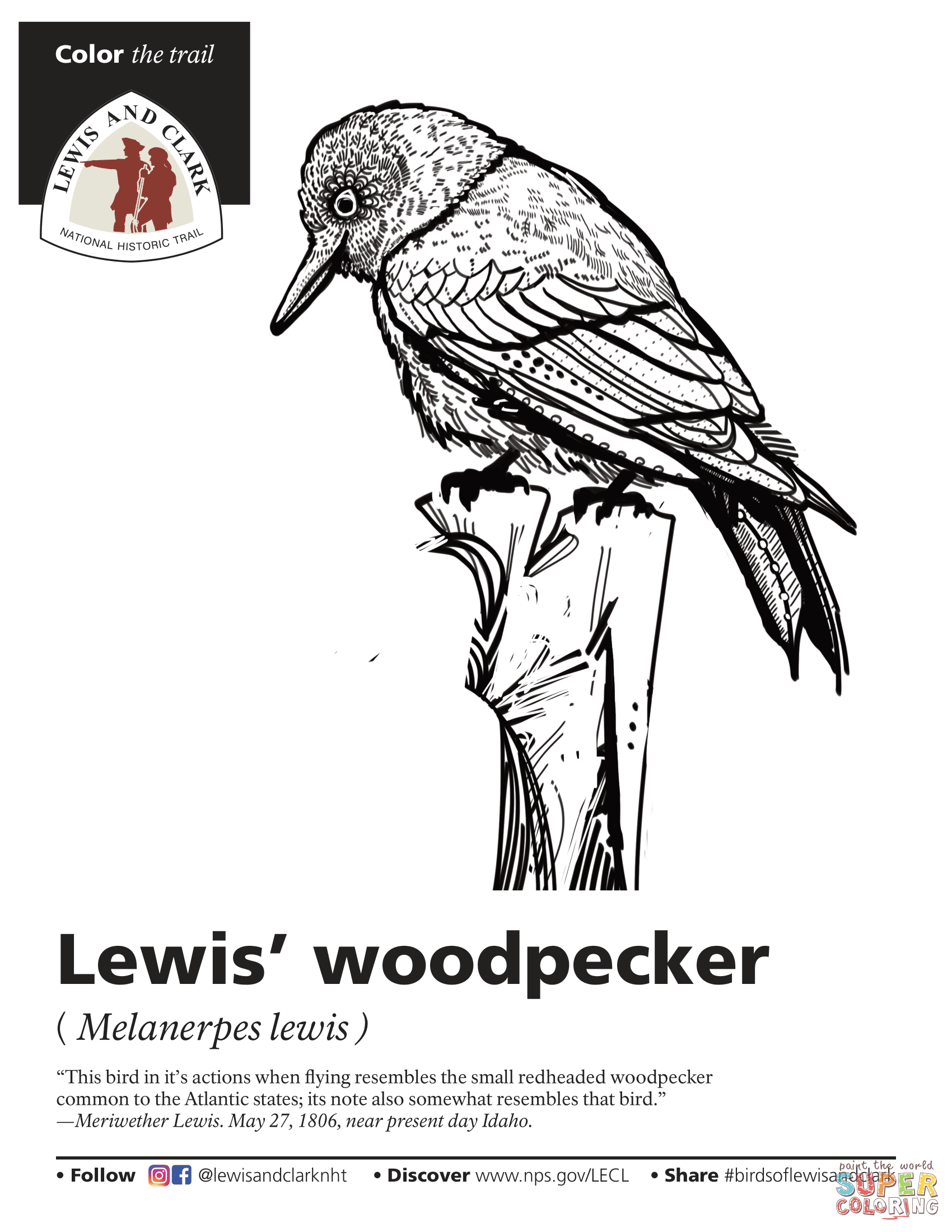 Lewis woodpecker melanerpes lewis coloring page free printable coloring pages