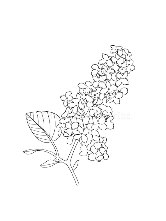 Lilac syringa flower coloring pagewall art