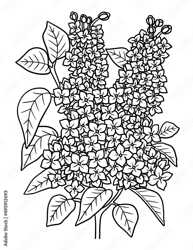 Lilac flower coloring page for adults vector