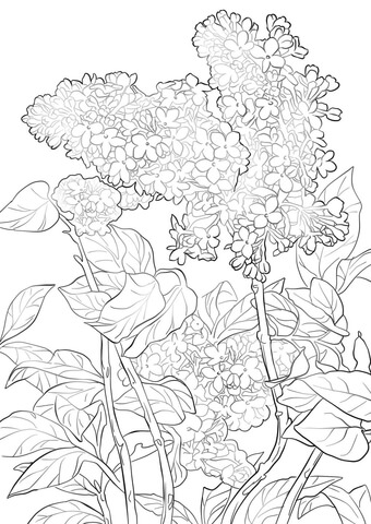Syringa lilac coloring pages free coloring pages