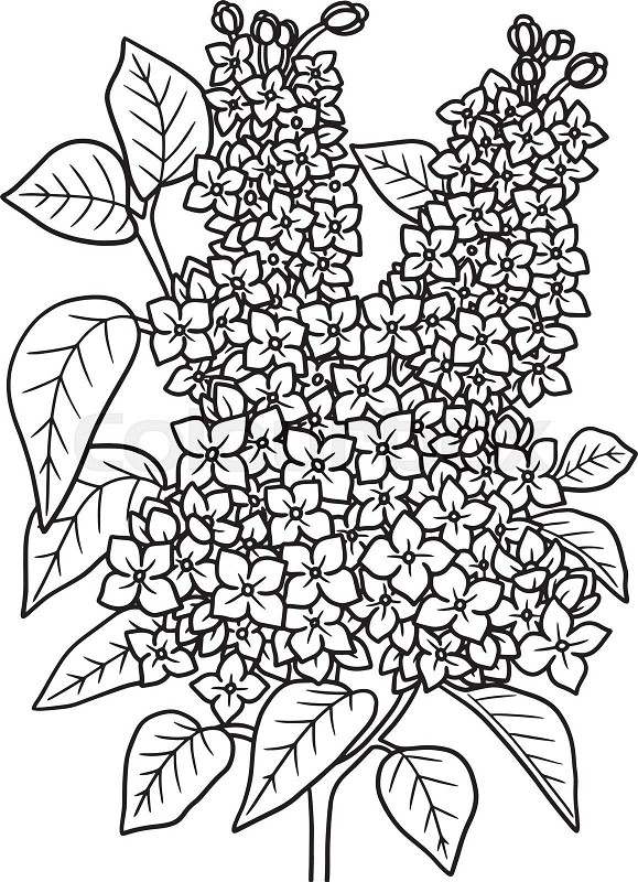 Lilac flower coloring page for adults stock vector