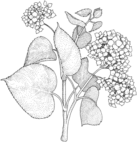 Lilac coloring page free printable coloring pages