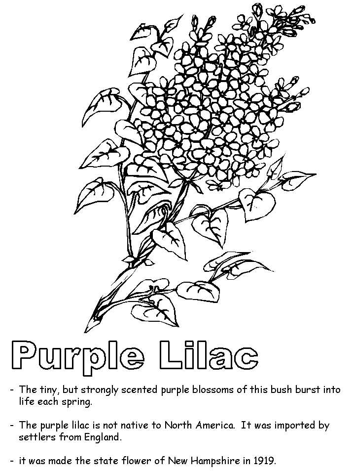 Purple lilac coloring page