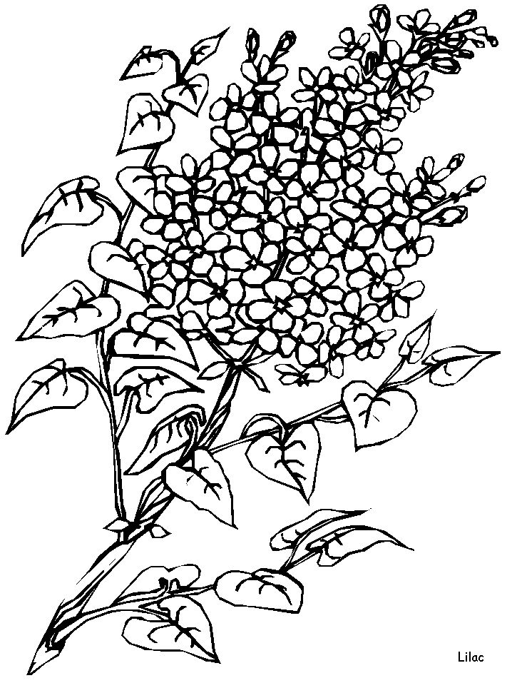 Lilac flowers coloring pages coloring book flower coloring pages coloring pages food coloring pages