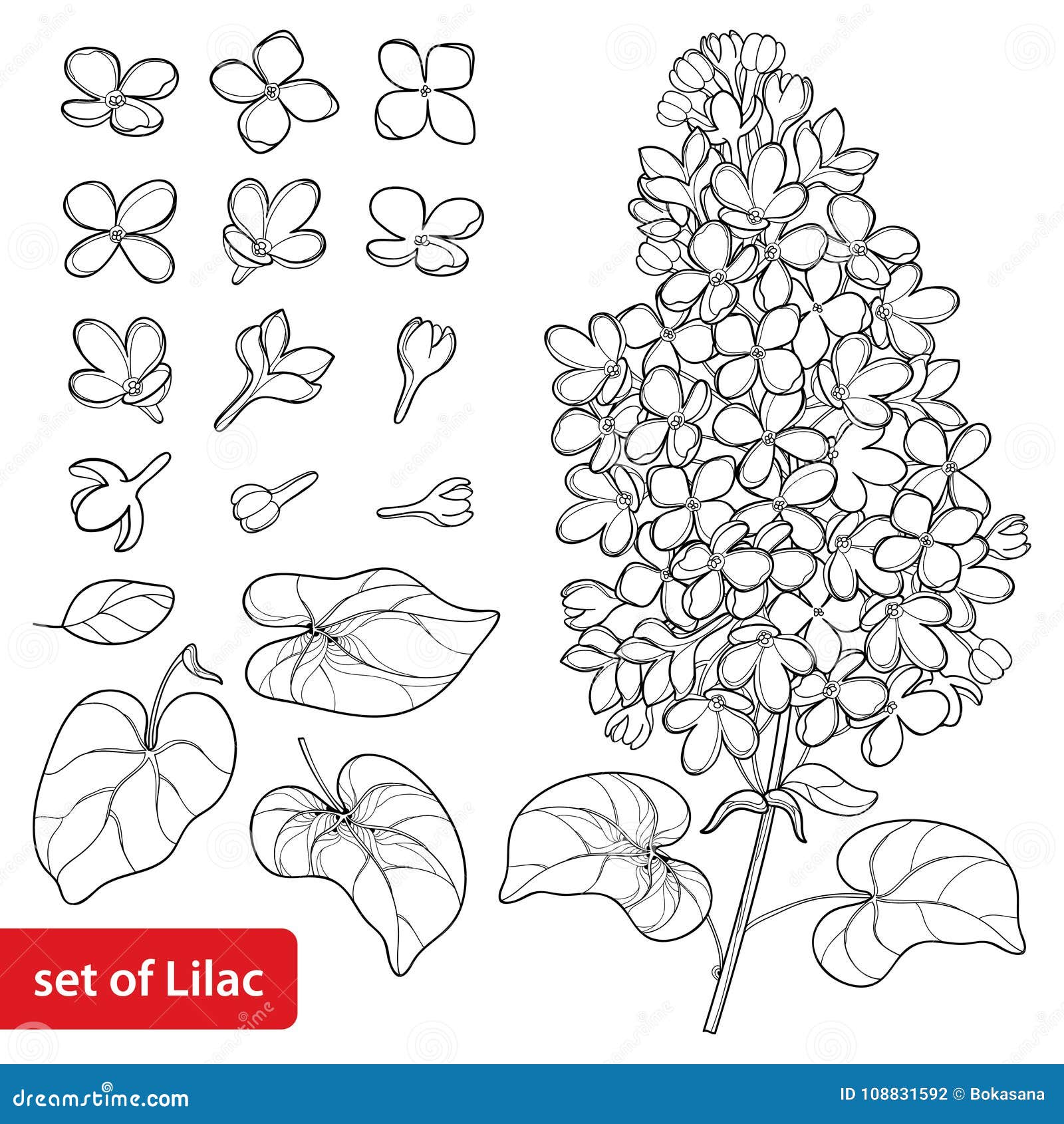 Lilac coloring stock illustrations â lilac coloring stock illustrations vectors clipart