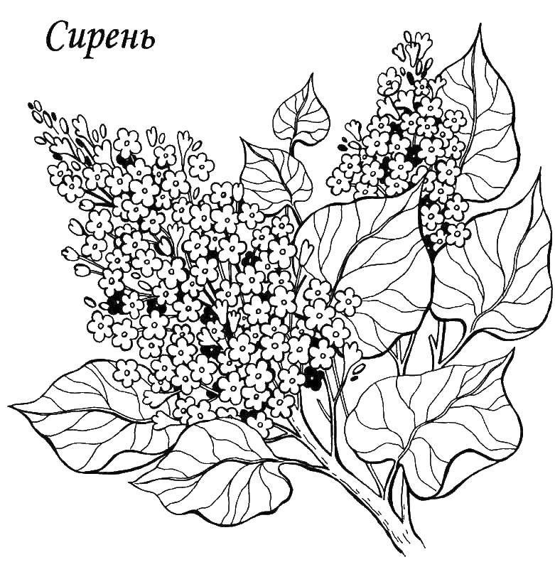 Online coloring pages coloring page lilac flowers download print coloring page