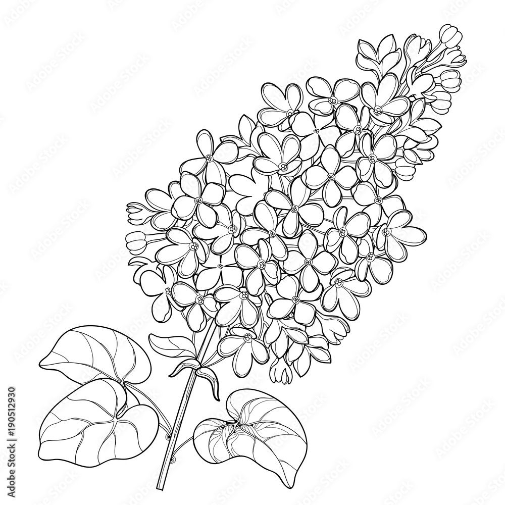 Vector branch with outline lilac or syringa flower bunch and ornate leaves in black isolated on white background blossoming garden plant lilac in contour style for spring design and coloring book