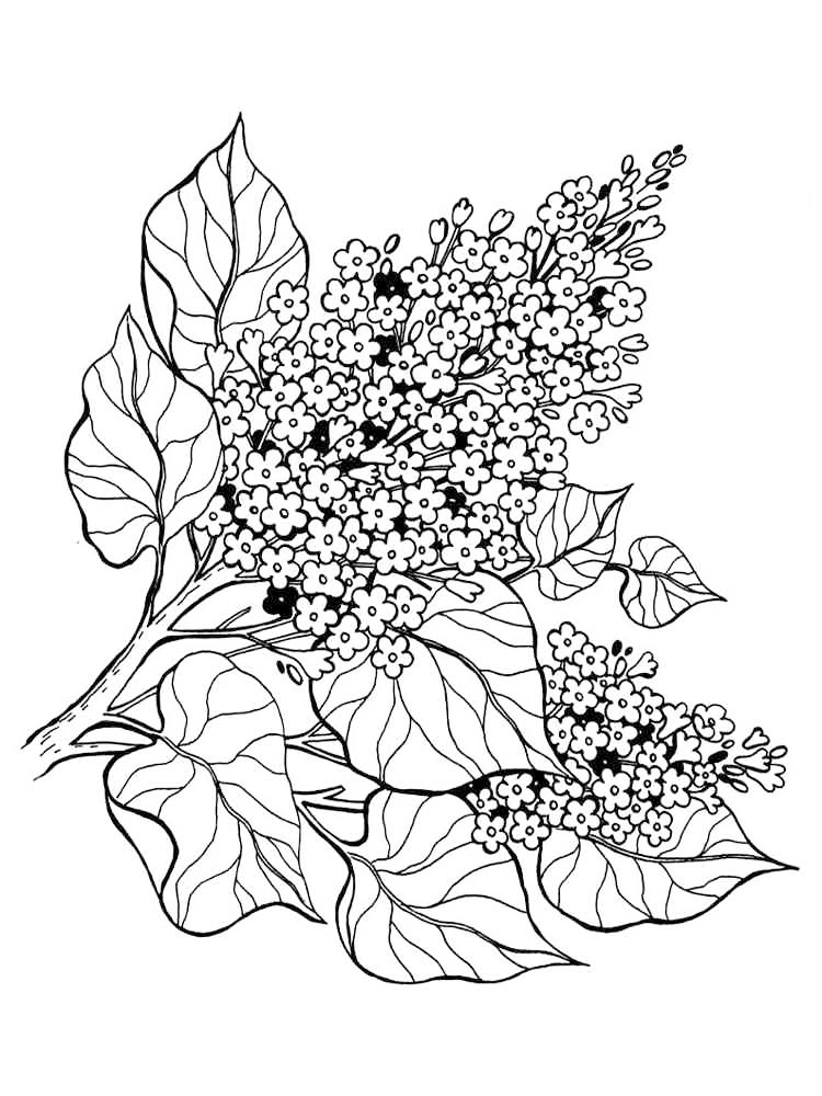 Free printable flower coloring pages for kids