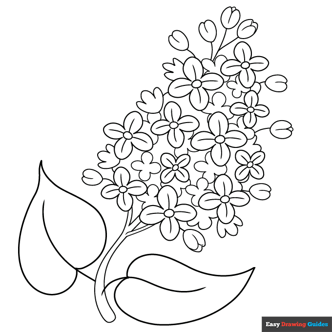 Lilac flower coloring page easy drawing guides