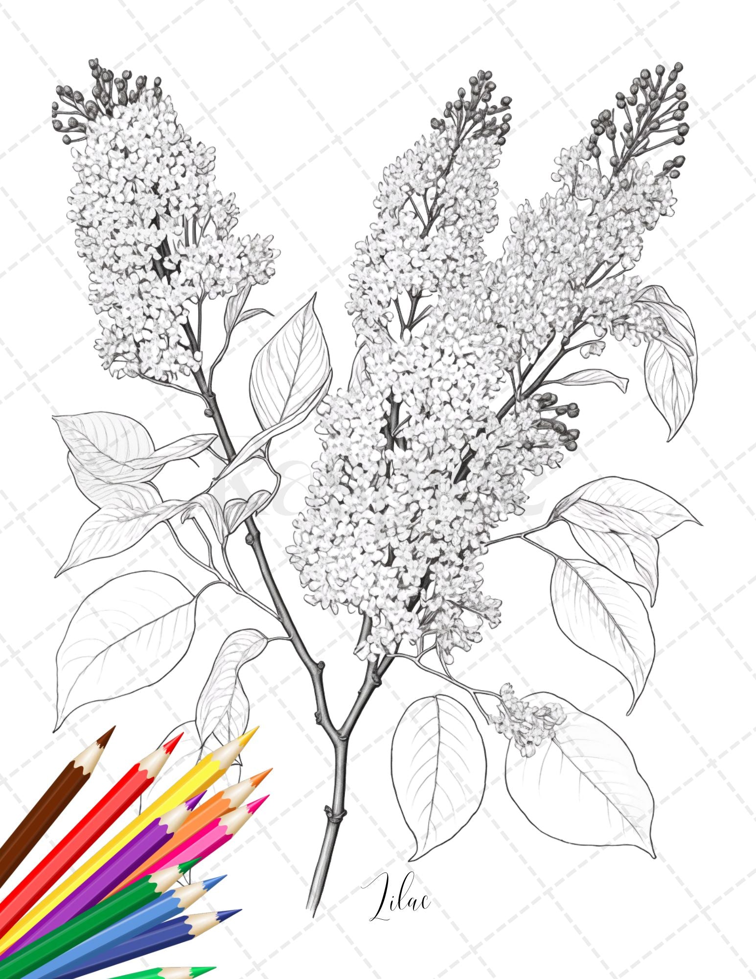 Botanical flowers printable coloring pages for adults floral grays â coloring