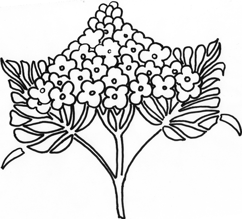Syringa lilac flower coloring page free printable coloring pages