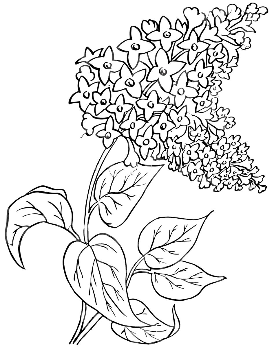 Lilac coloring pages coloring pages to download and print