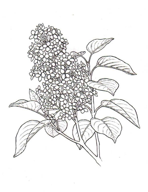 Lilac flower plant coloring page coloring sky bush drawing flower drawing coloring pages