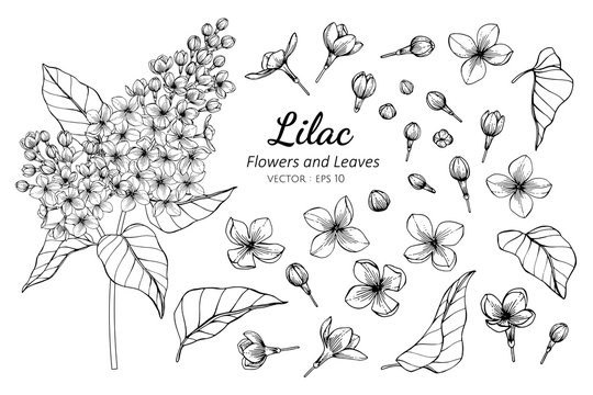 Lilac drawing images â browse photos vectors and video