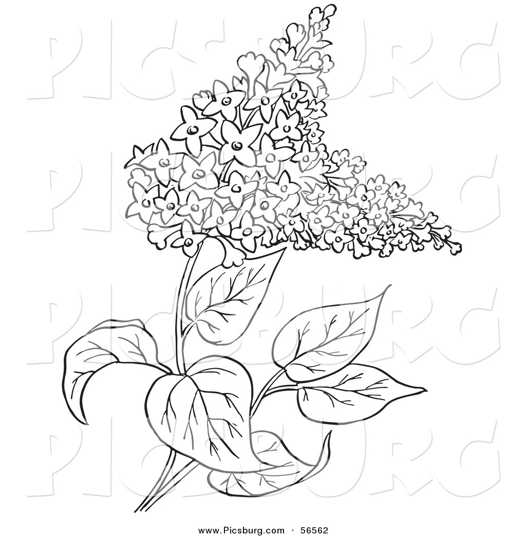 Clip art of a outlined lilac flower plant on white by