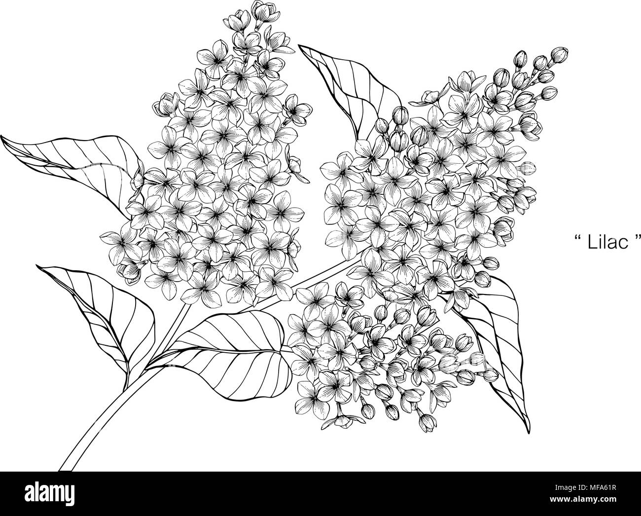 Lilac flower illustration hi