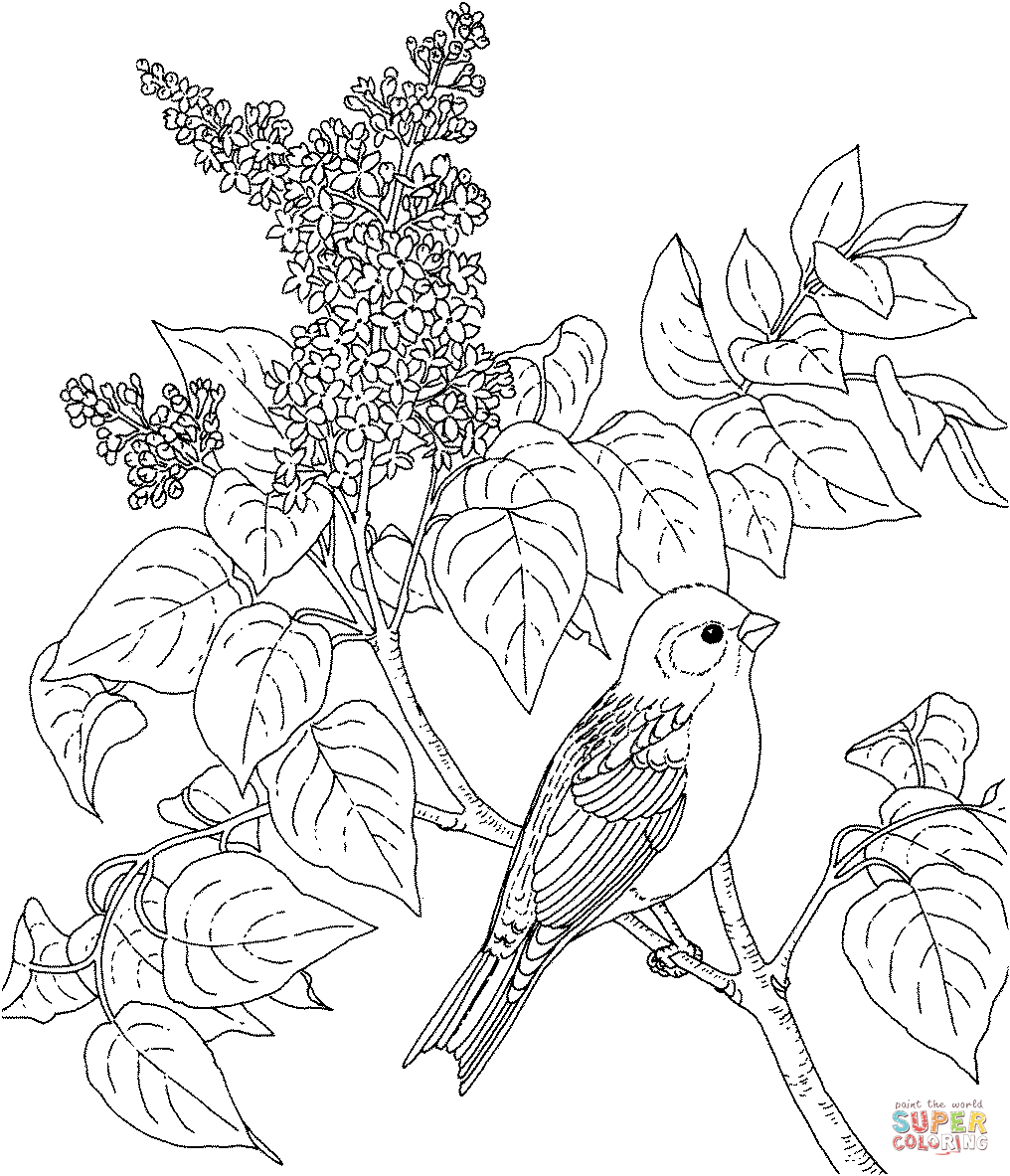 New hampshire purple finch and purple lilac coloring page free printable coloring pages