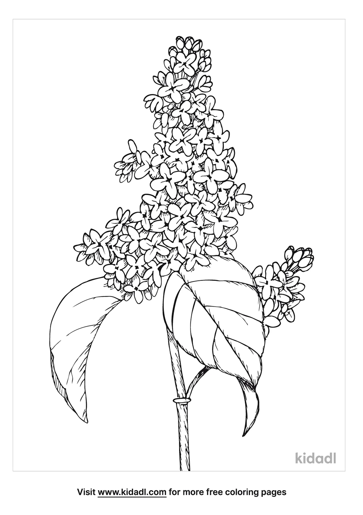 Free lilac coloring page coloring page printables